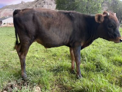 Weined Steer Pasture Ready