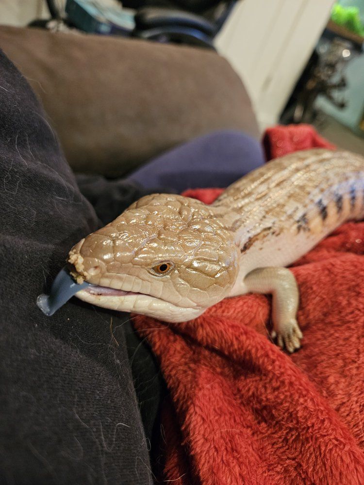 Northern Blue Tongue Skink w/ Enclosure