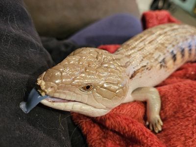 Northern Blue Tongue Skink w/ Enclosure