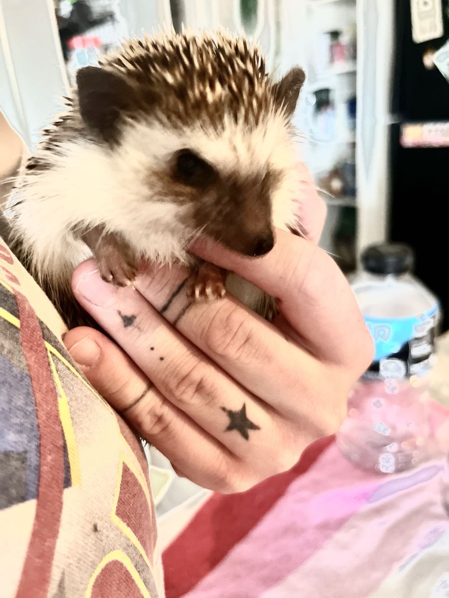 Adorable African Pygmy Hedgehog - Friendly & Ready for a New Home!