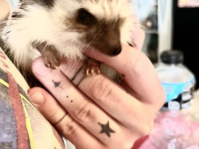 Adorable African Pygmy Hedgehog - Friendly & Ready for a New Home!