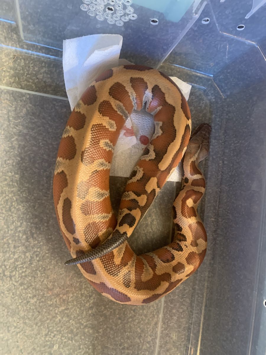 ISO male blood python