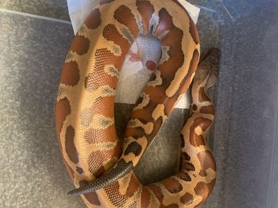 ISO male blood python
