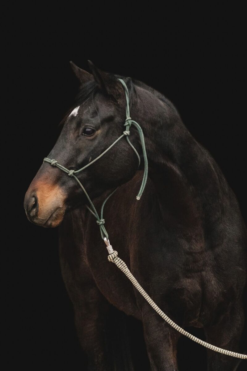 Stunning 2020 16.1 OTTB Gelding