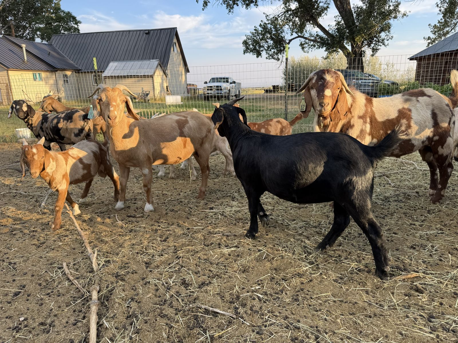 Boer Goat Herd