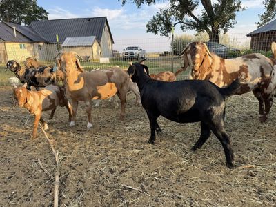 Boer Goat Herd