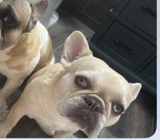 French Bulldog - Female