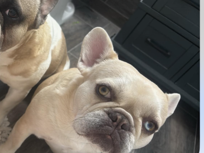 French Bulldog - Female
