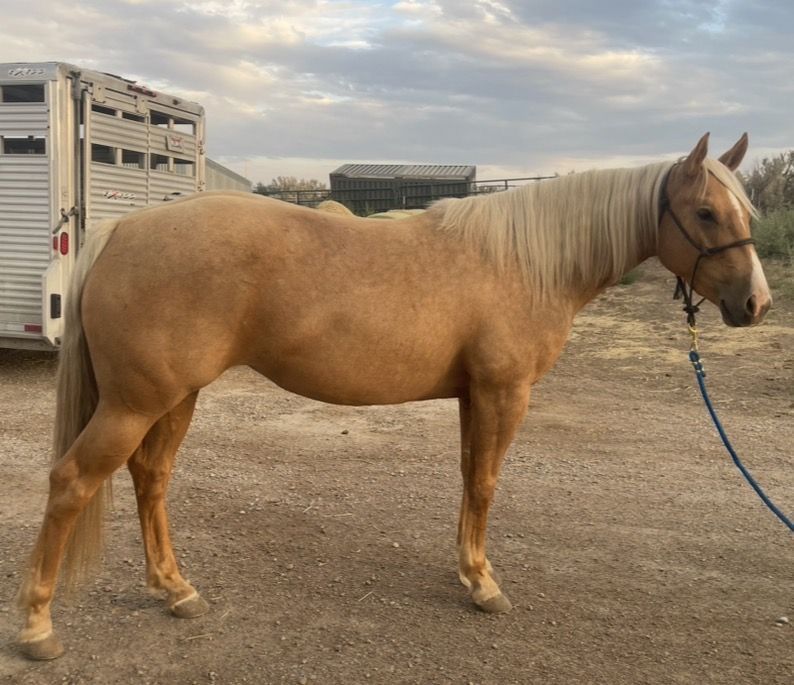 3 year old AQHA mare