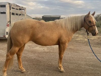 3 year old AQHA mare