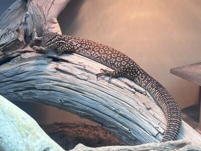 Female Red Ackie Monitor + set up