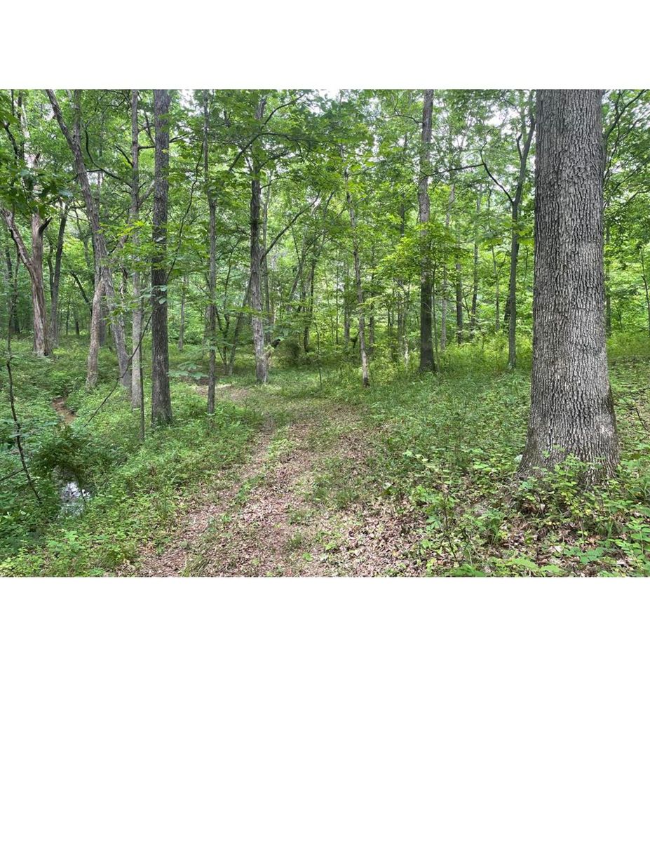 Vacant Wooded 5.89 Acre Lot in Nauvoo The Beautiful