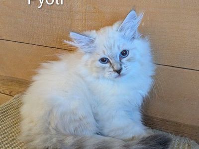 TICA Siberian Hypoallergenic Kittens - Pavlo, Pavel & Pyotr