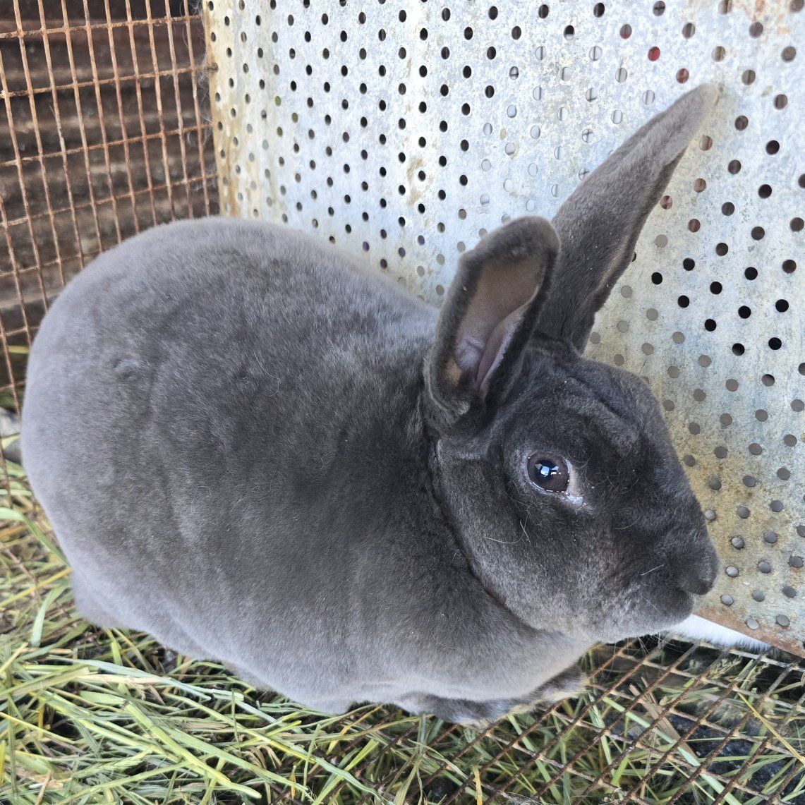 proven blue standard rex