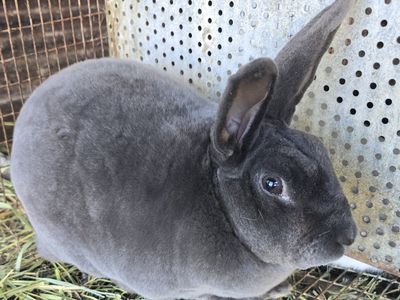 proven blue standard rex