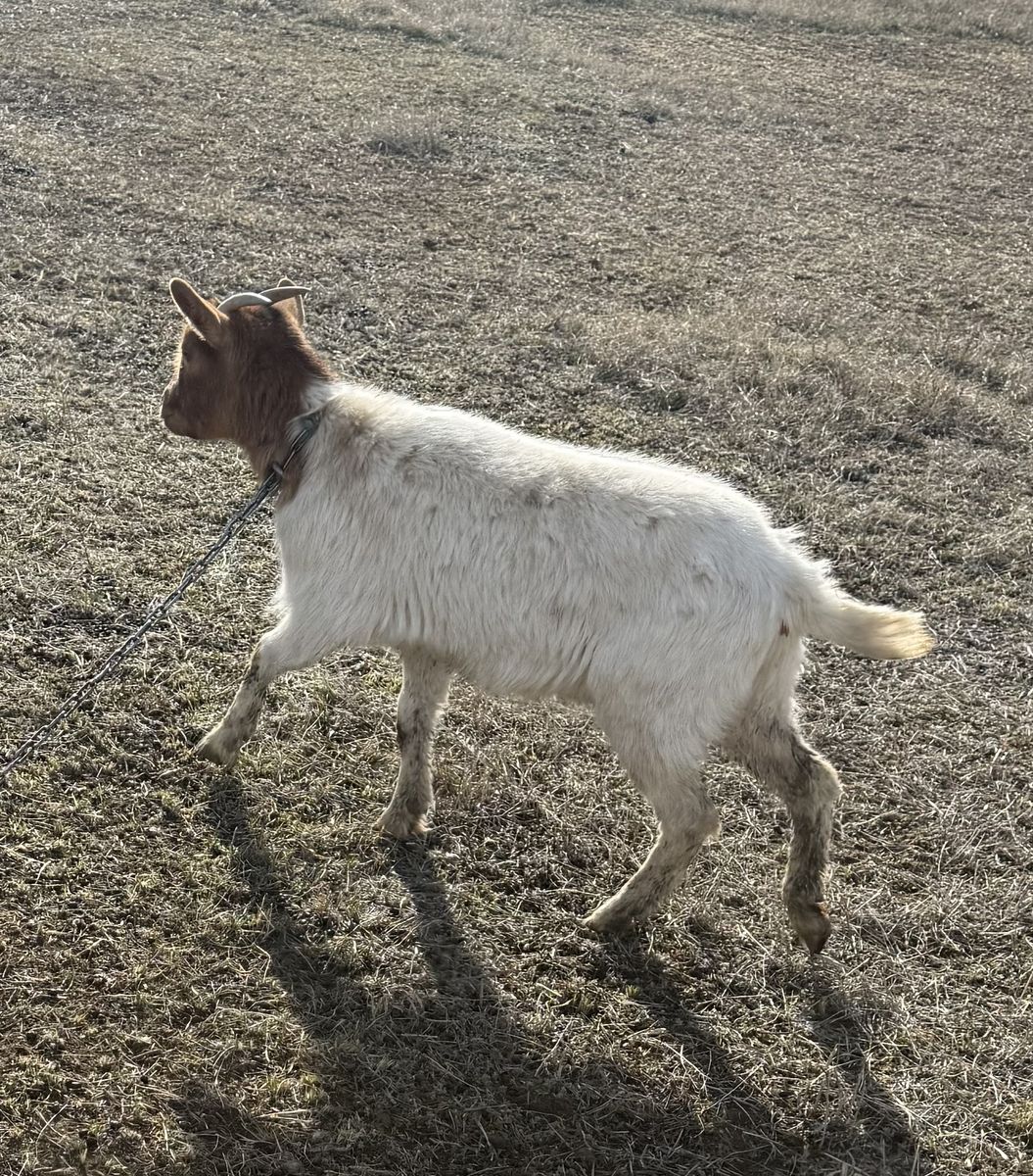 2 year old doe Nigerian dwarf mix
