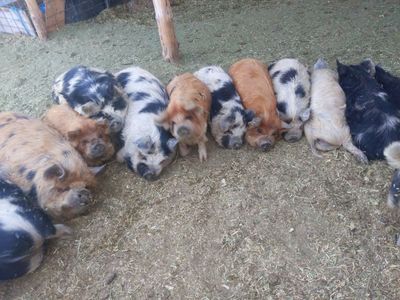Kunekune Pigs