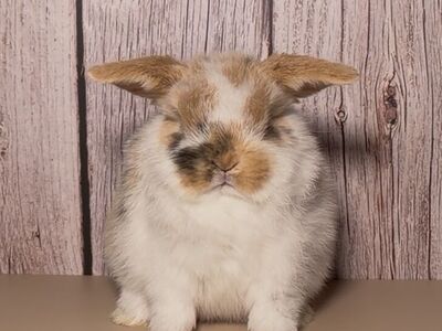 Holland Lop Doe