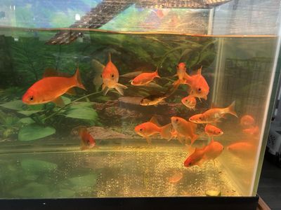 Goldfish need gone asap FREE