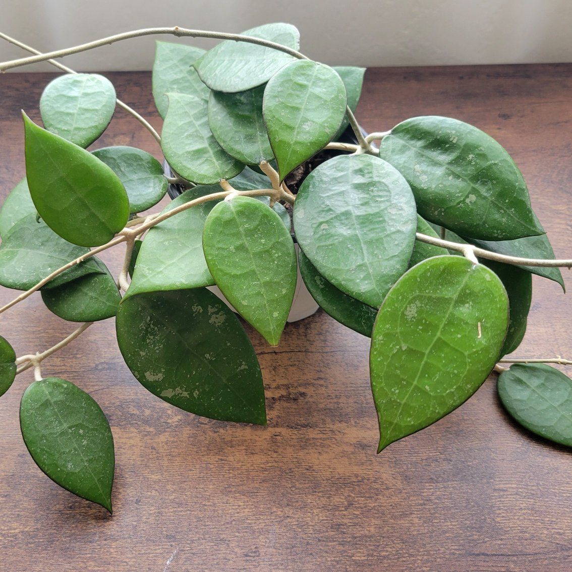 Hoya Parasitica Black Margin Indoor Houseplant