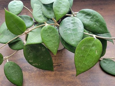 Hoya Parasitica Black Margin Indoor Houseplant