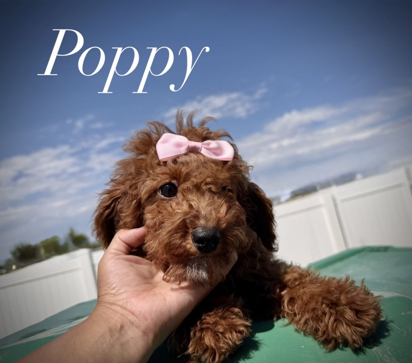 Miniature poodle puppies
