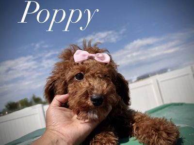 Miniature poodle puppies
