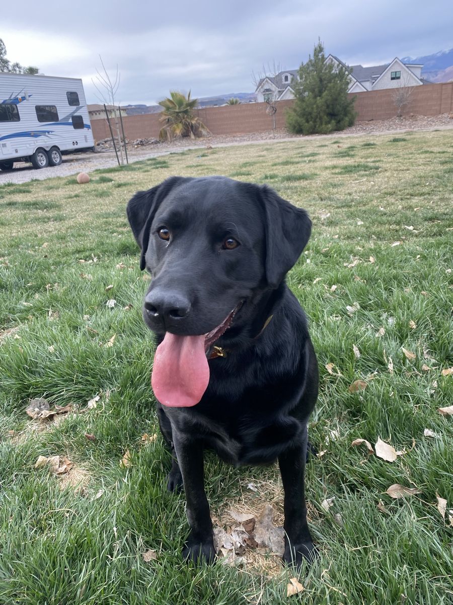 American Black Lab