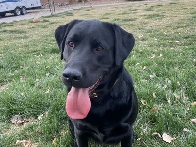 American Black Lab