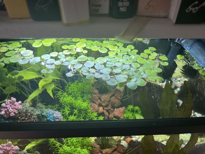 Amazon Frogbit. Healthy Floating Aquarium Plants, Shrimp & Fry Friendly