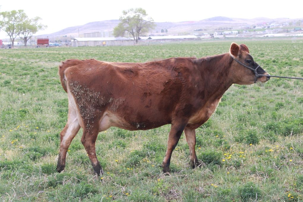 Jersey Nurse Cow 3 Years Old Ready To Calve