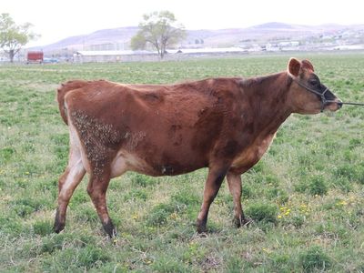 Jersey Nurse Cow 3 Years Old Ready To Calve
