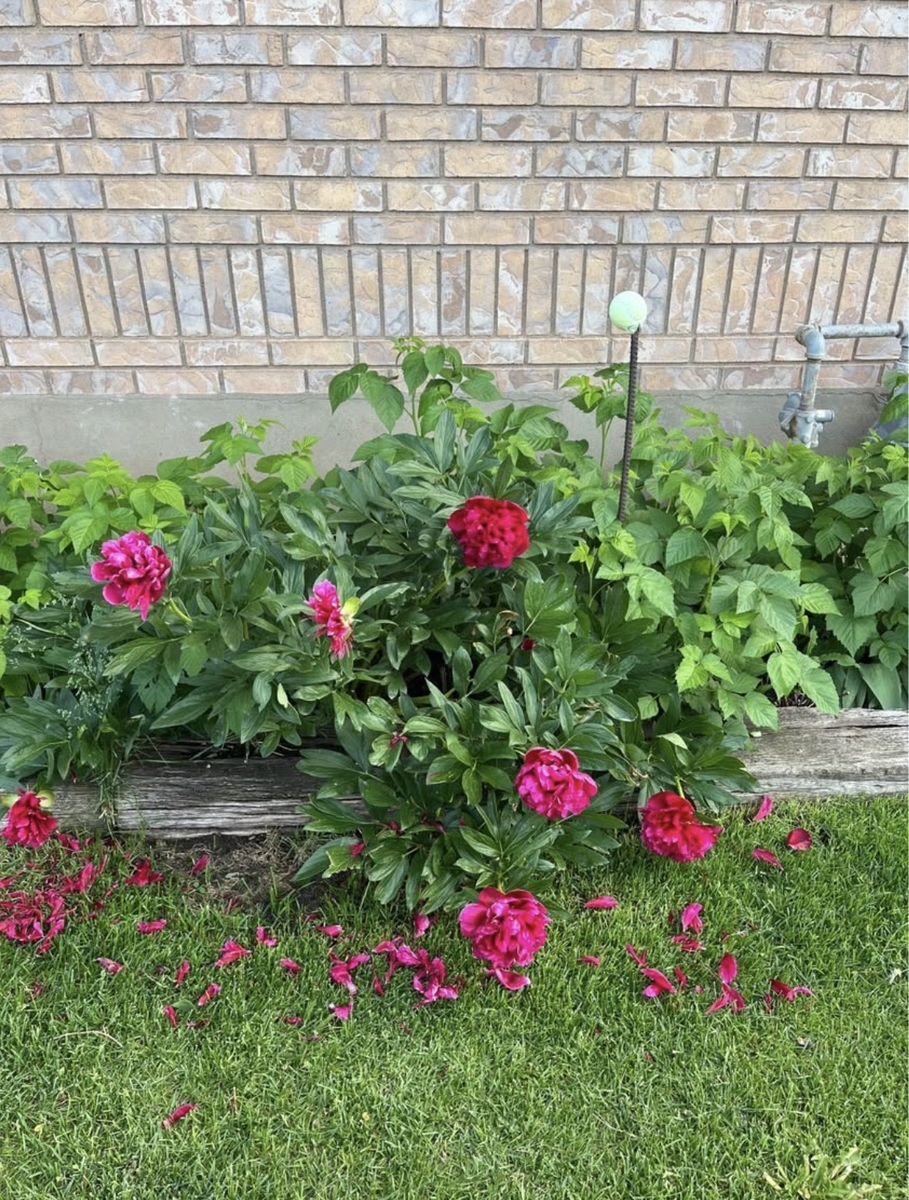 Peony Plant