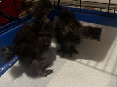 2 - 5 Week Old Silkies