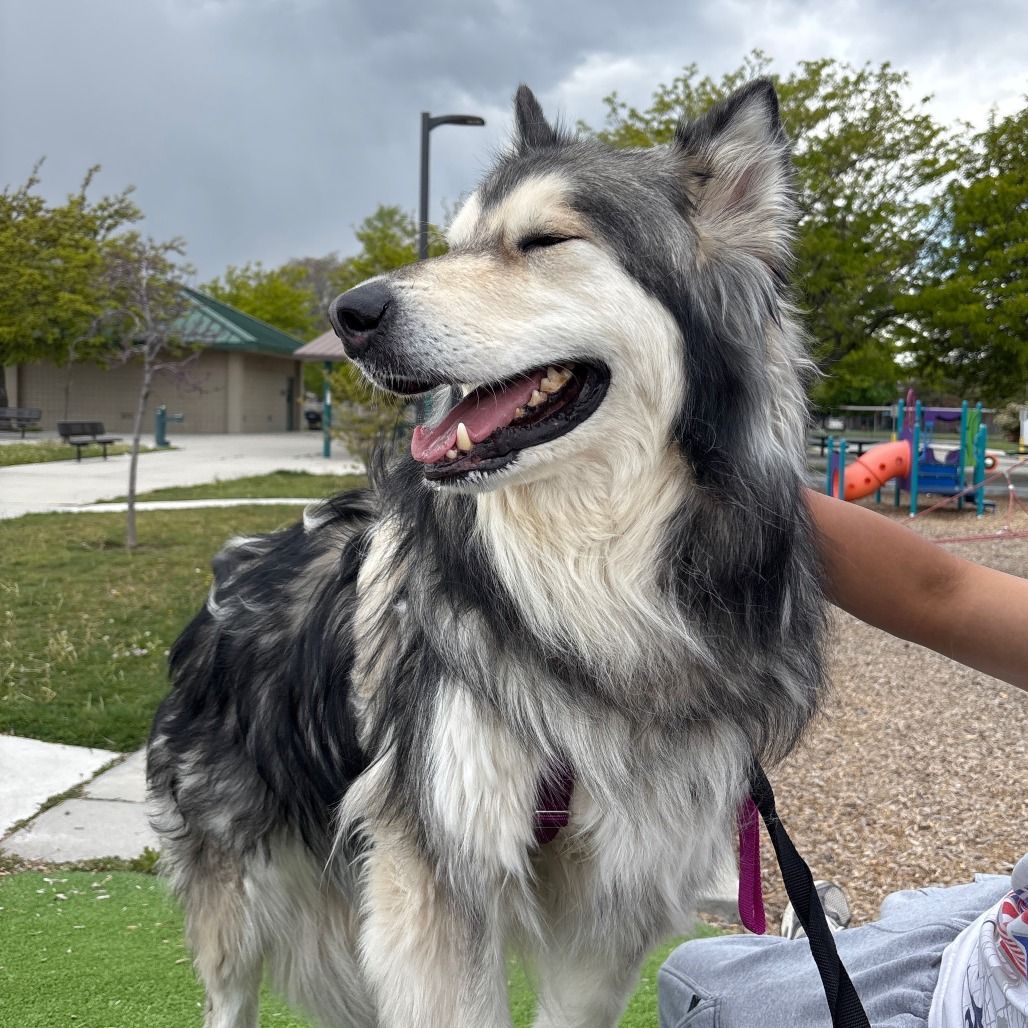 Hello my name is Balto