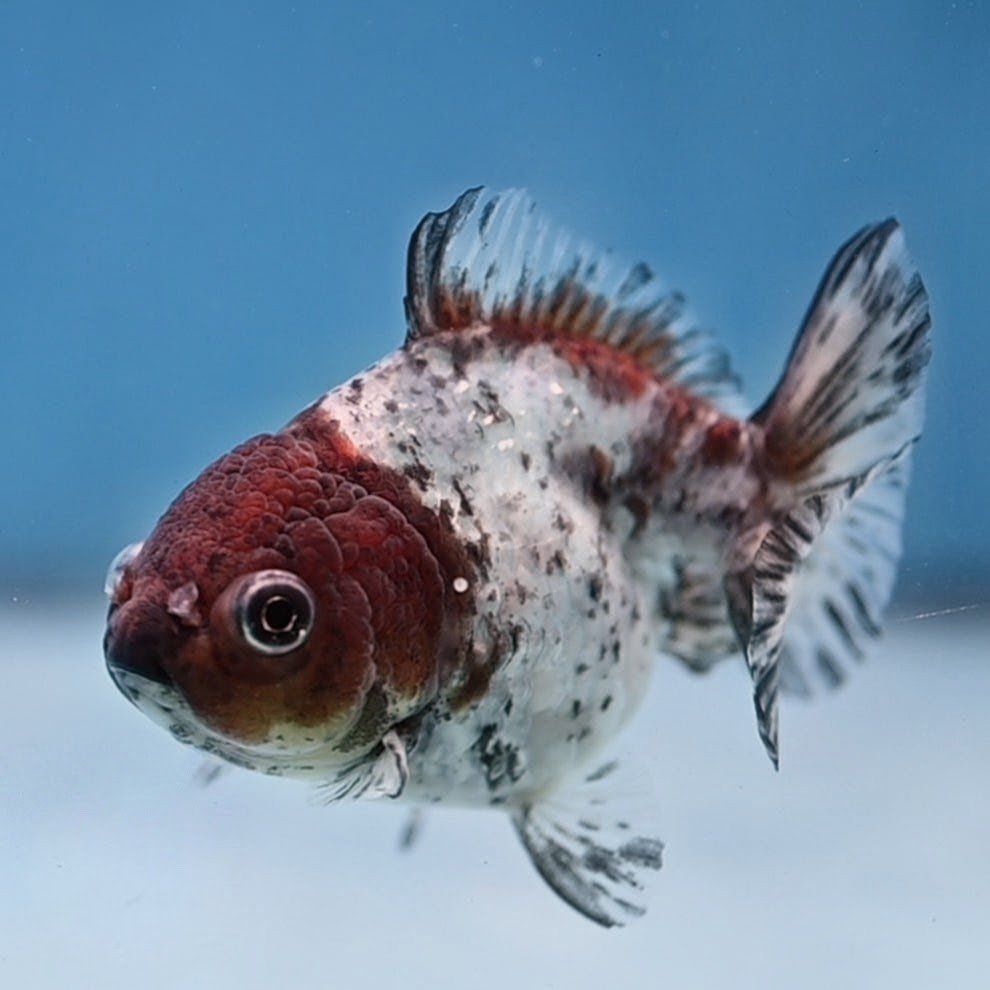 Blue Based Tiger Oranda goldfish 