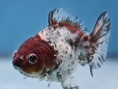 Blue Based Tiger Oranda goldfish