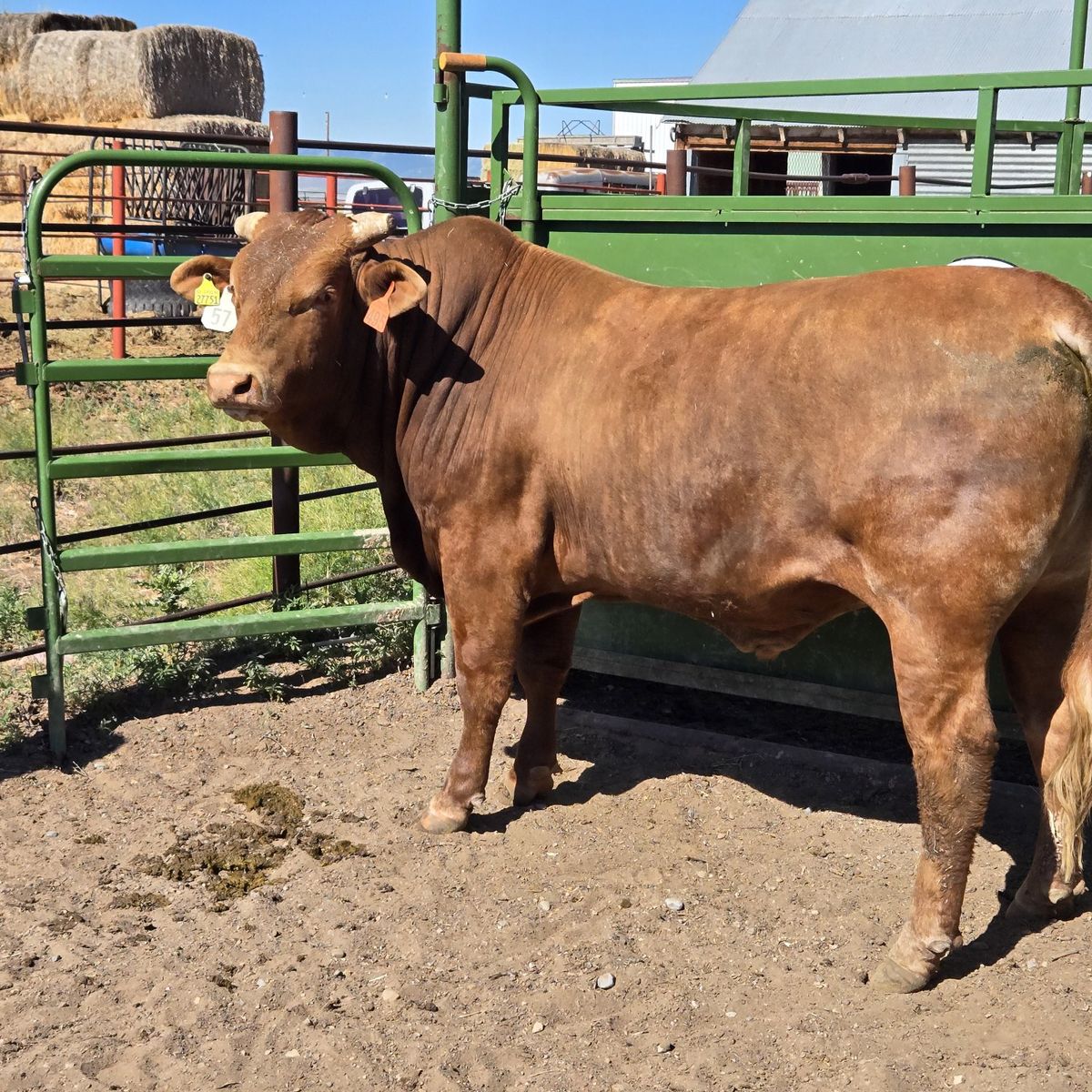 Livestock