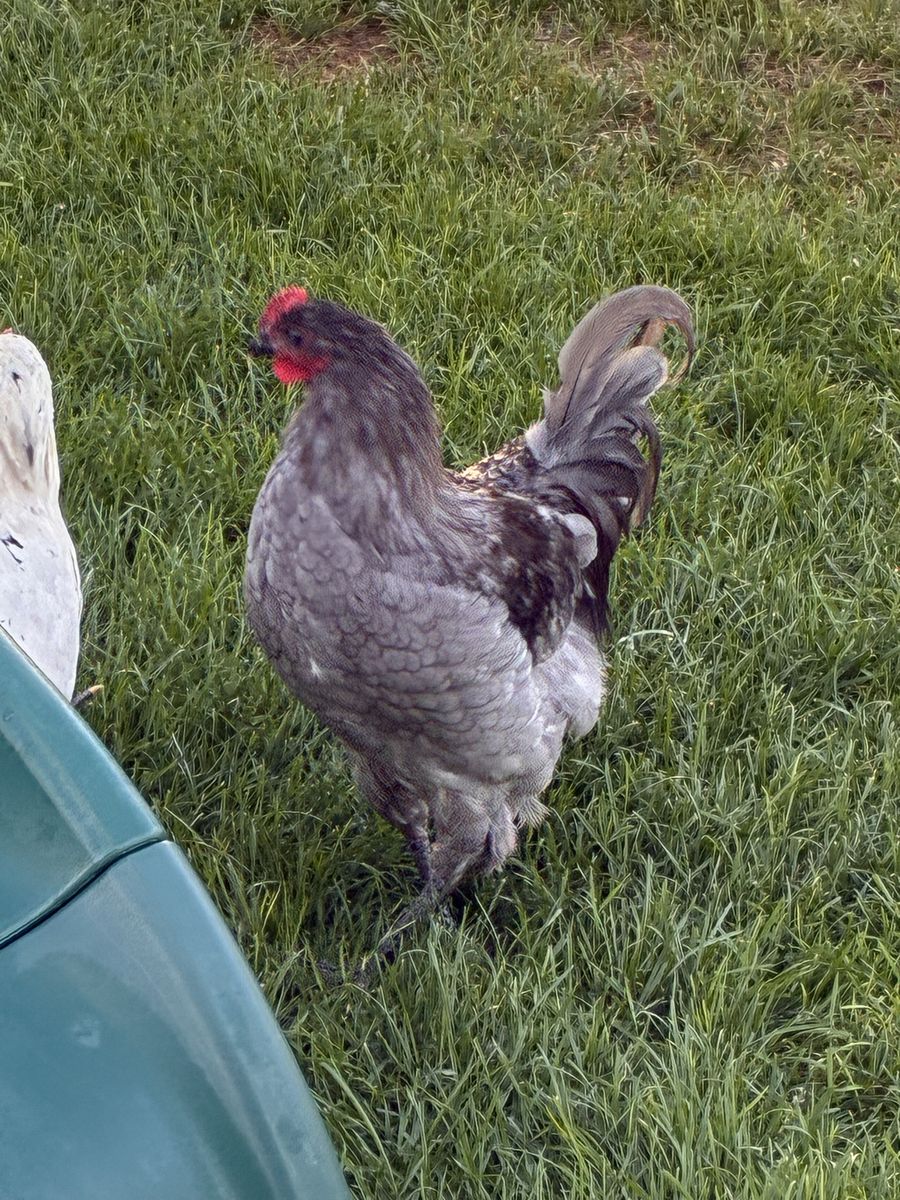 Grey Rooster