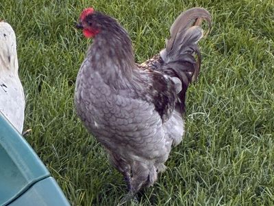 Grey Rooster