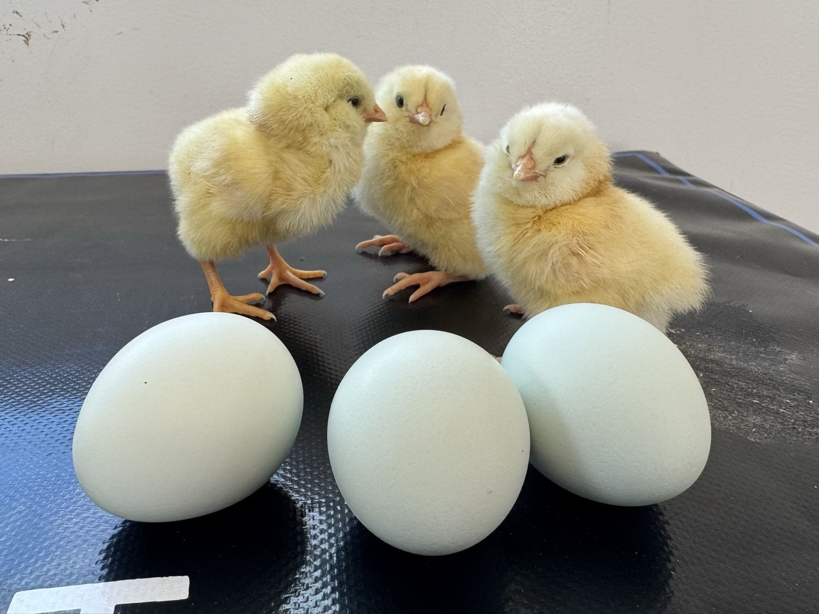 Ermine Ameraucana Chicks