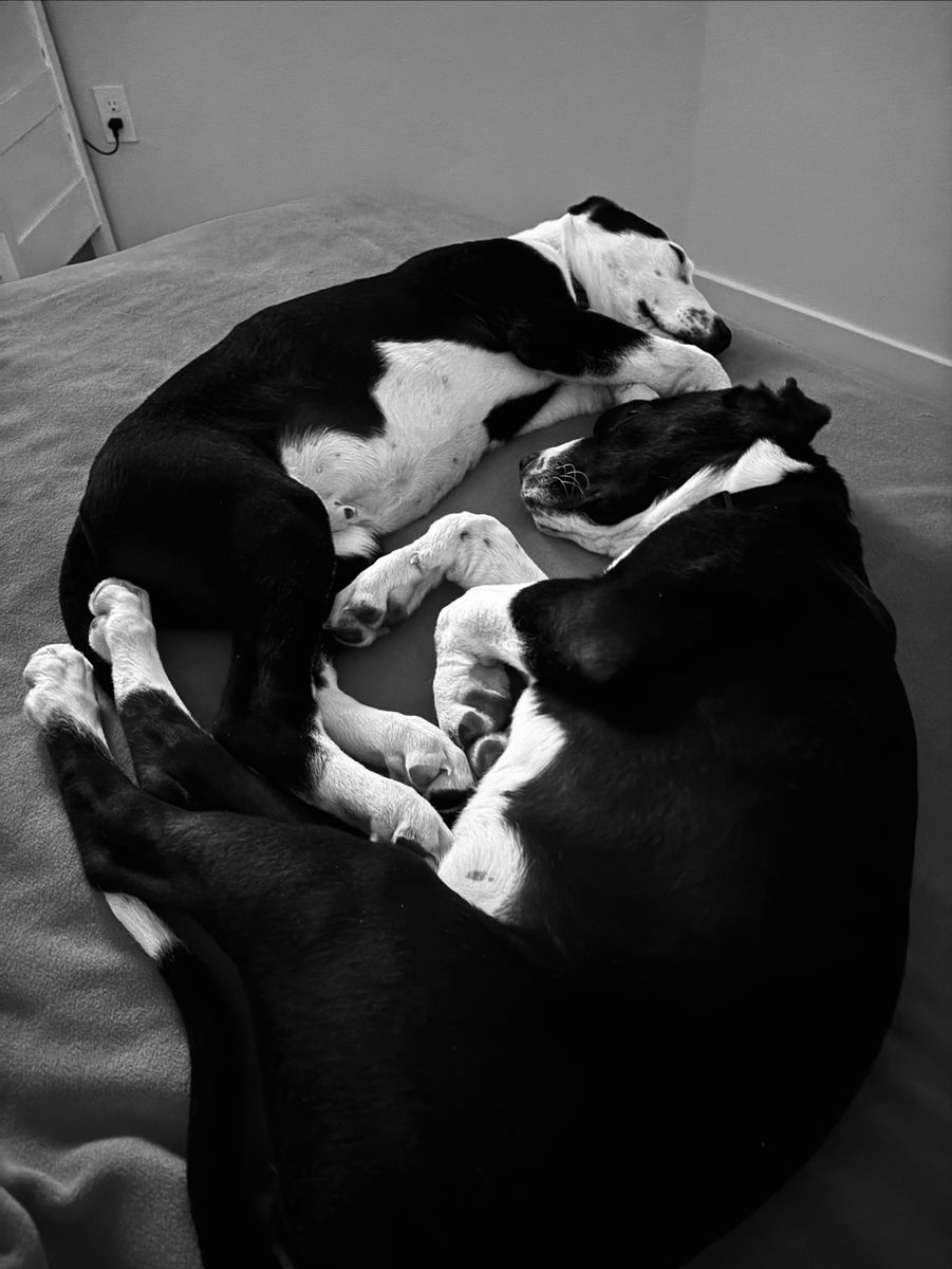 Brother And Sister Puppies