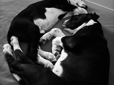 Brother And Sister Puppies