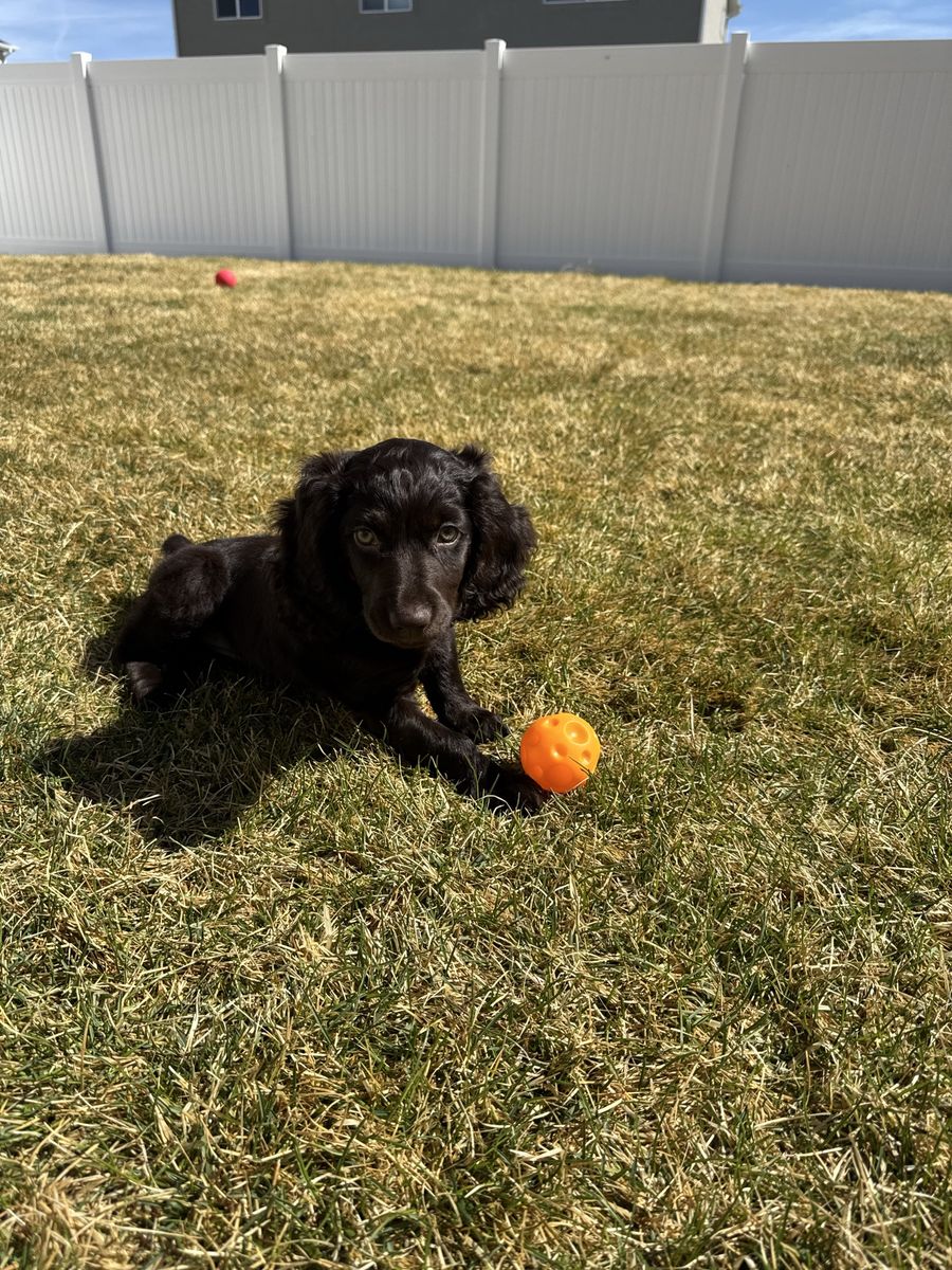 Female Boykin Spaniel puppy, 12 weeks