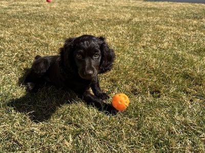 Female Boykin Spaniel puppy, 12 weeks