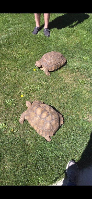 13 Year Old Male and Female Sulcata Tortoise Pair.