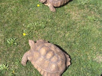 13 Year Old Male and Female Sulcata Tortoise Pair.