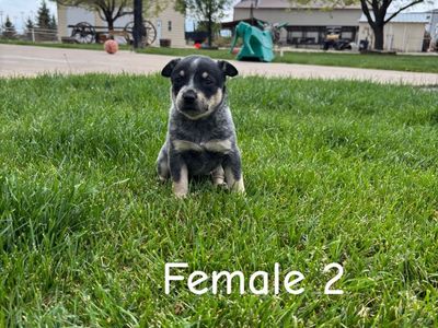 Mini purebred blue Heeler pups