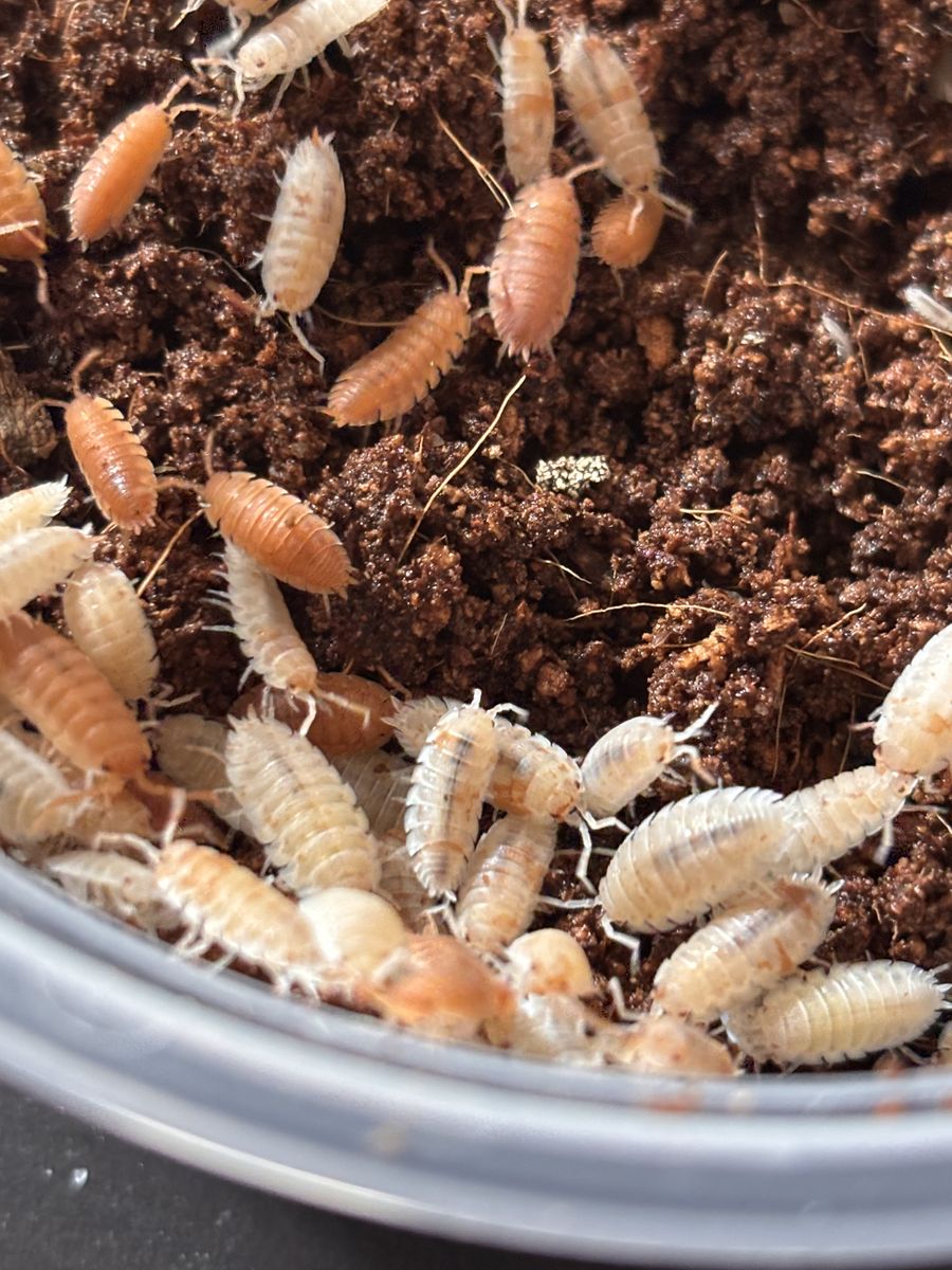 Isopods Orange Dalmation (100 Count)