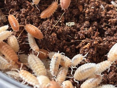 Isopods Orange Dalmation (100 Count)